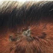 thumbnail for publication: Insect Bite Hypersensitivity in Horses